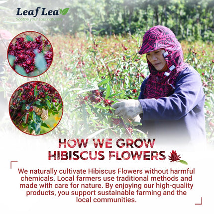 LeafLea Hibiscus Tea Bags 100% Pure Herbal Caffeine Free 40 Count